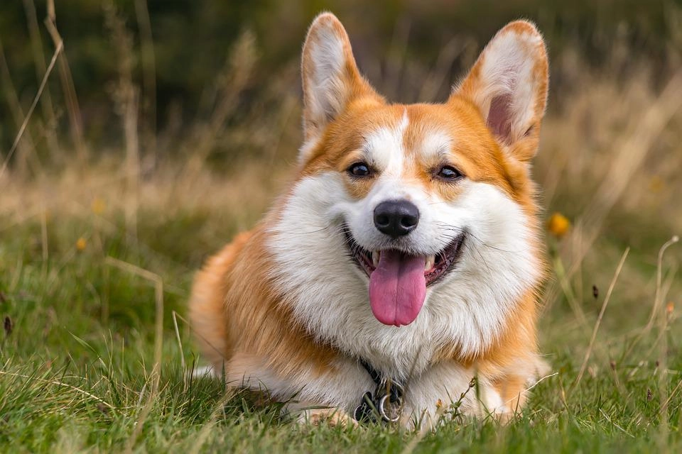 Chó corgi - nguồn gốc đặc điểm và cách chăm sóc tốt nhất - 25