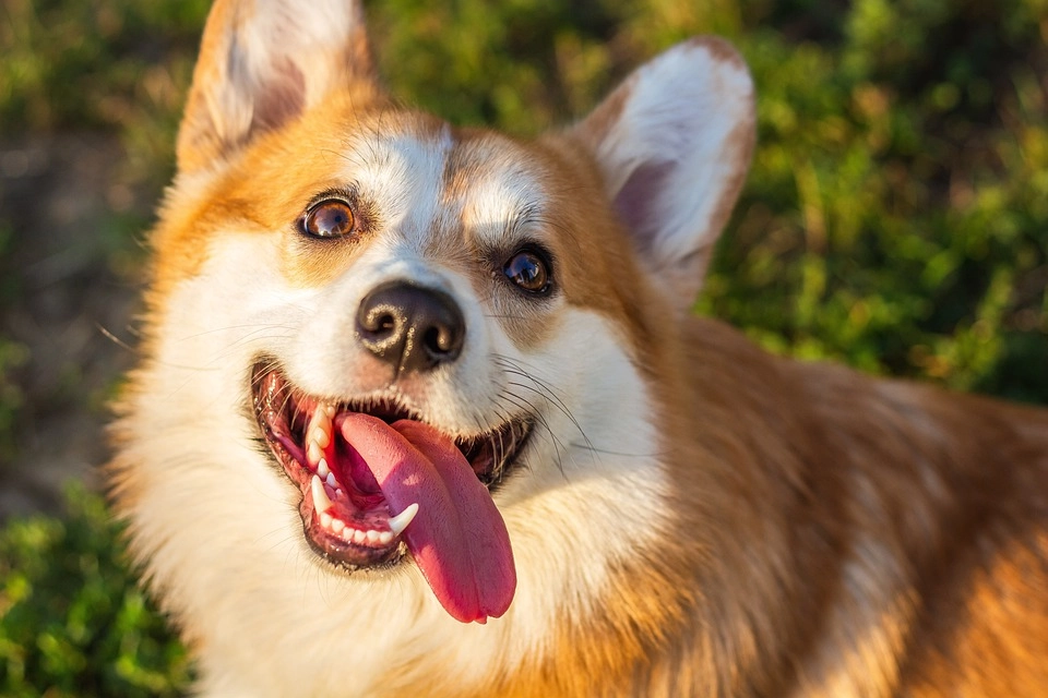 Chó corgi - nguồn gốc đặc điểm và cách chăm sóc tốt nhất - 26