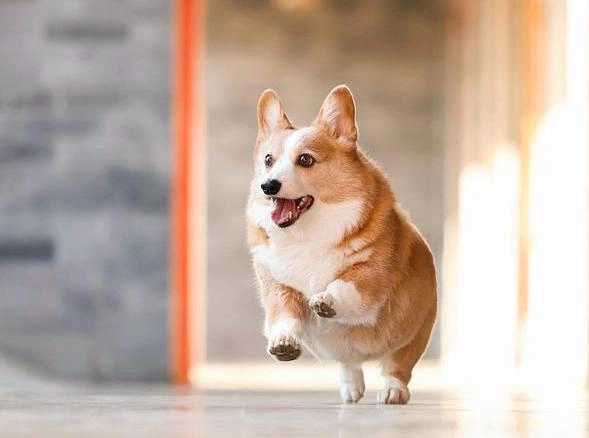 Chó corgi - nguồn gốc đặc điểm và cách chăm sóc tốt nhất - 27