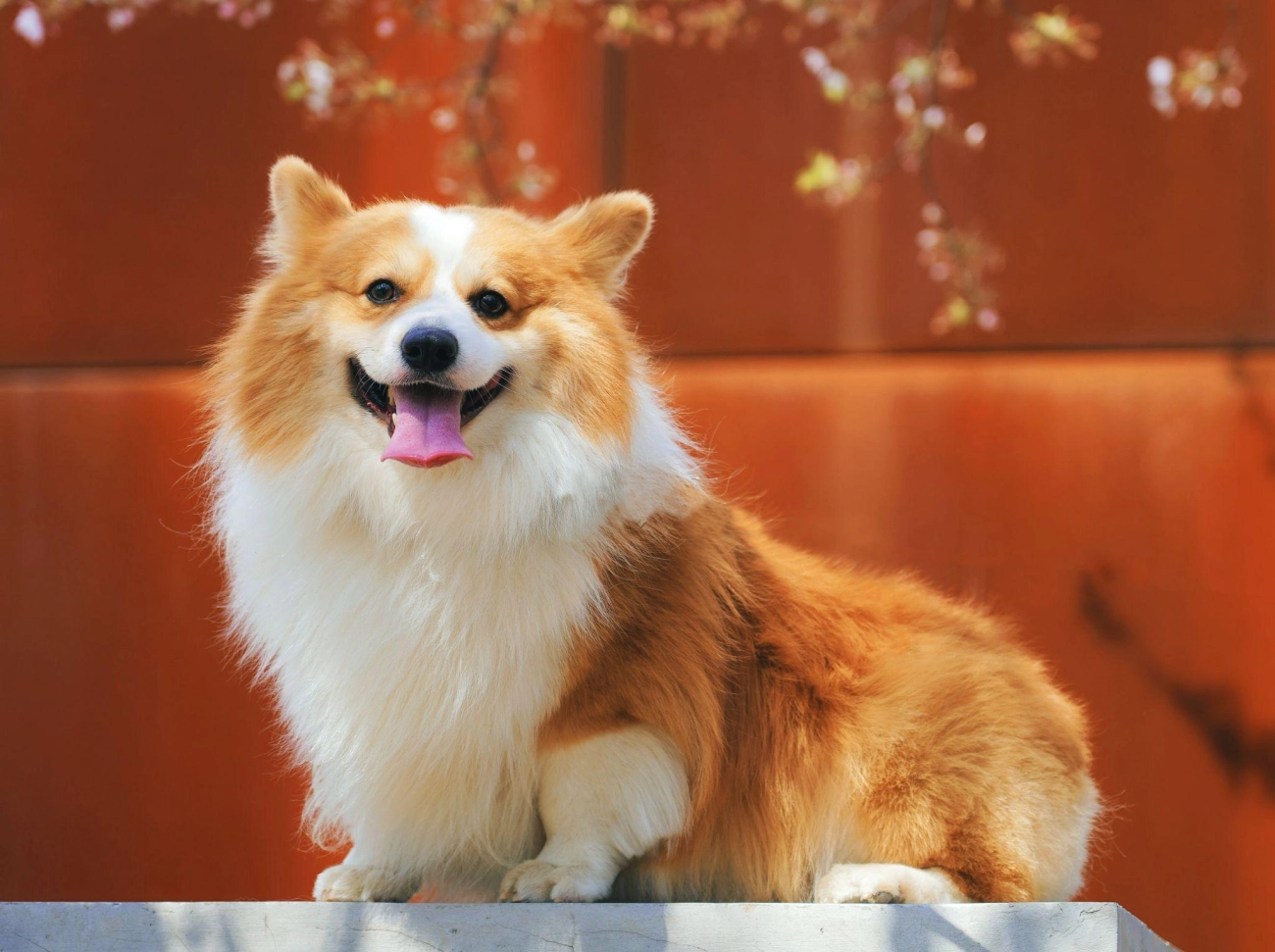 Chó corgi - nguồn gốc đặc điểm và cách chăm sóc tốt nhất - 28