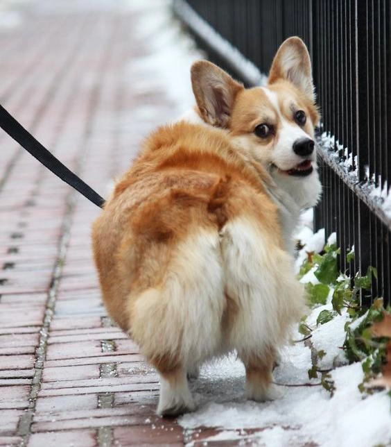 Chó corgi - nguồn gốc đặc điểm và cách chăm sóc tốt nhất - 33