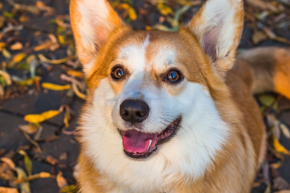 Chó corgi - nguồn gốc đặc điểm và cách chăm sóc tốt nhất - 34
