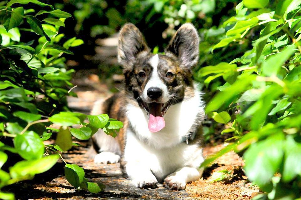 Chó corgi - nguồn gốc đặc điểm và cách chăm sóc tốt nhất - 35