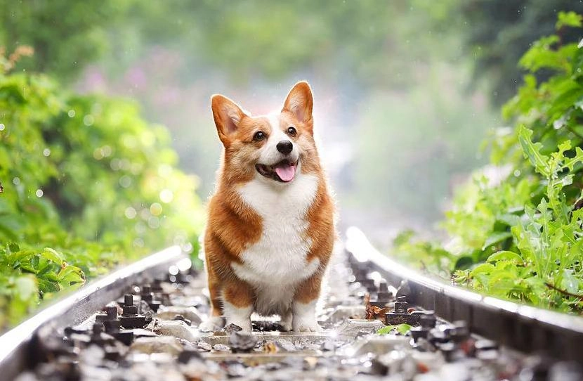 Chó corgi - nguồn gốc đặc điểm và cách chăm sóc tốt nhất - 38