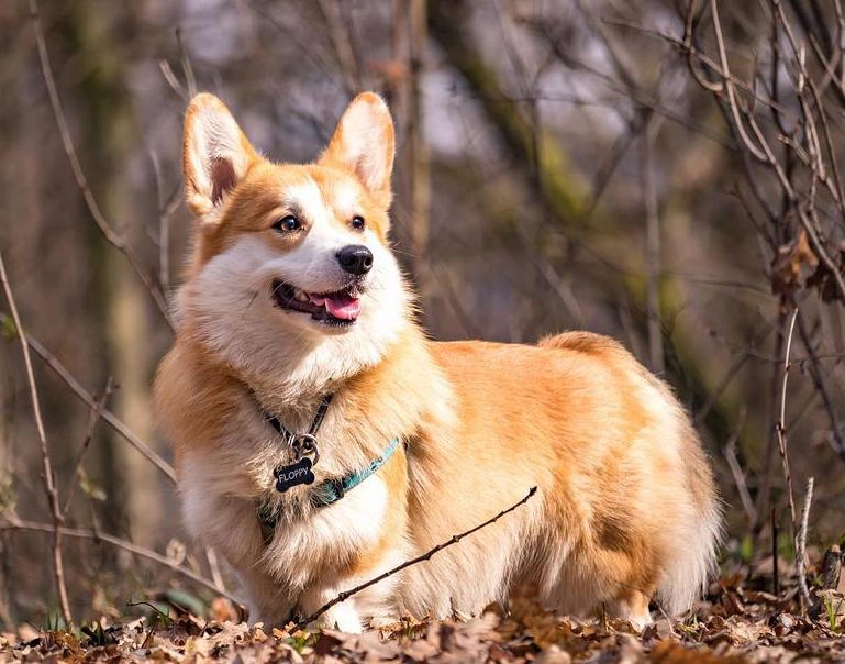 Chó corgi - nguồn gốc đặc điểm và cách chăm sóc tốt nhất - 42