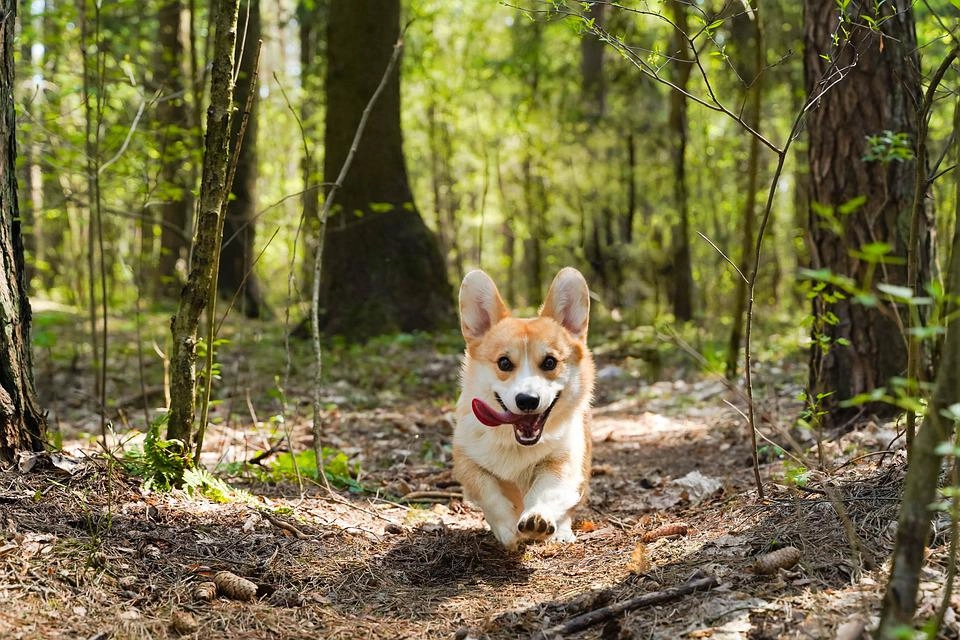 Chó corgi - nguồn gốc đặc điểm và cách chăm sóc tốt nhất - 47