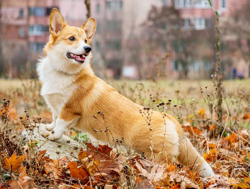 Chó corgi - nguồn gốc đặc điểm và cách chăm sóc tốt nhất - 48