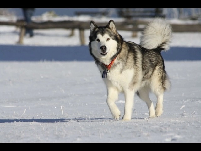 Chó alaska - cách phân biệt với chó husky và cách nuôi - 37
