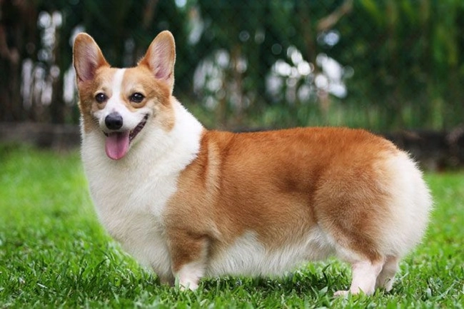 Chó corgi nguồn gốc đặc điểm và cách chăm sóc tốt nhất - 1