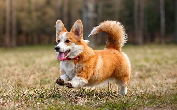 Chó corgi nguồn gốc đặc điểm và cách chăm sóc tốt nhất - 2