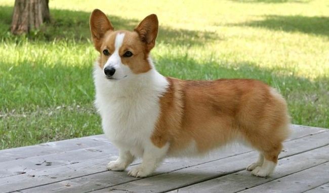 Chó corgi nguồn gốc đặc điểm và cách chăm sóc tốt nhất - 3