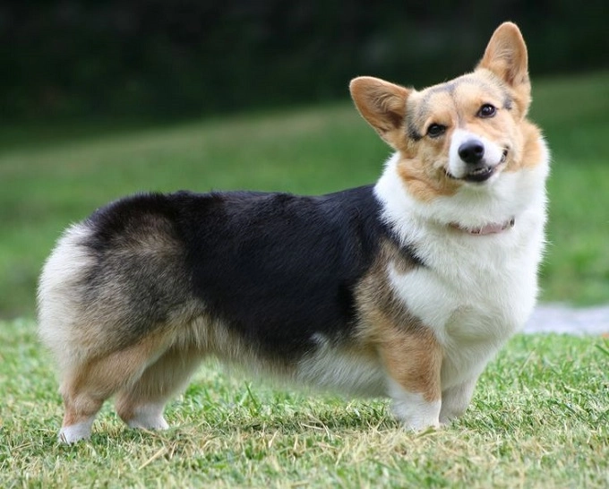 Chó corgi nguồn gốc đặc điểm và cách chăm sóc tốt nhất - 4