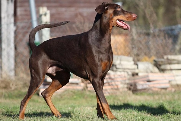 Chó doberman nguồn gốc đặc điểm giá bán và cách nuôi - 1