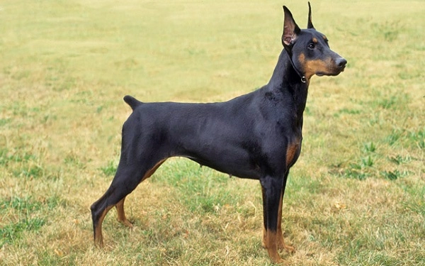 Chó doberman nguồn gốc đặc điểm giá bán và cách nuôi - 2