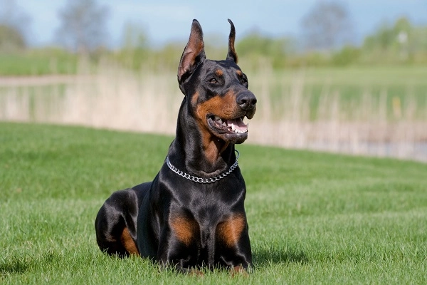 Chó doberman nguồn gốc đặc điểm giá bán và cách nuôi - 3