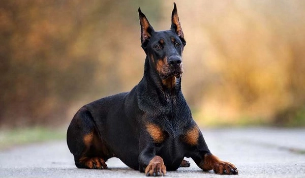 Chó doberman nguồn gốc đặc điểm giá bán và cách nuôi - 4