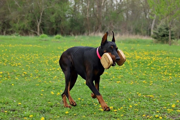 Chó doberman nguồn gốc đặc điểm giá bán và cách nuôi - 5