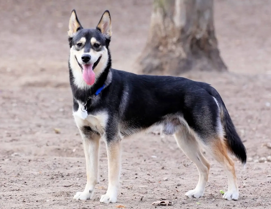 Chó husky - đặc điểm tính khí và cách nuôi tốt nhất - 14