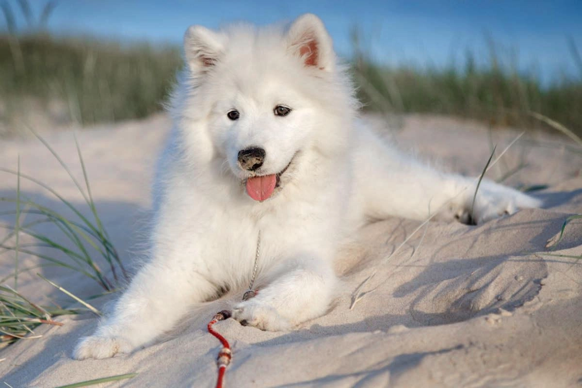 Chó husky - đặc điểm tính khí và cách nuôi tốt nhất - 18