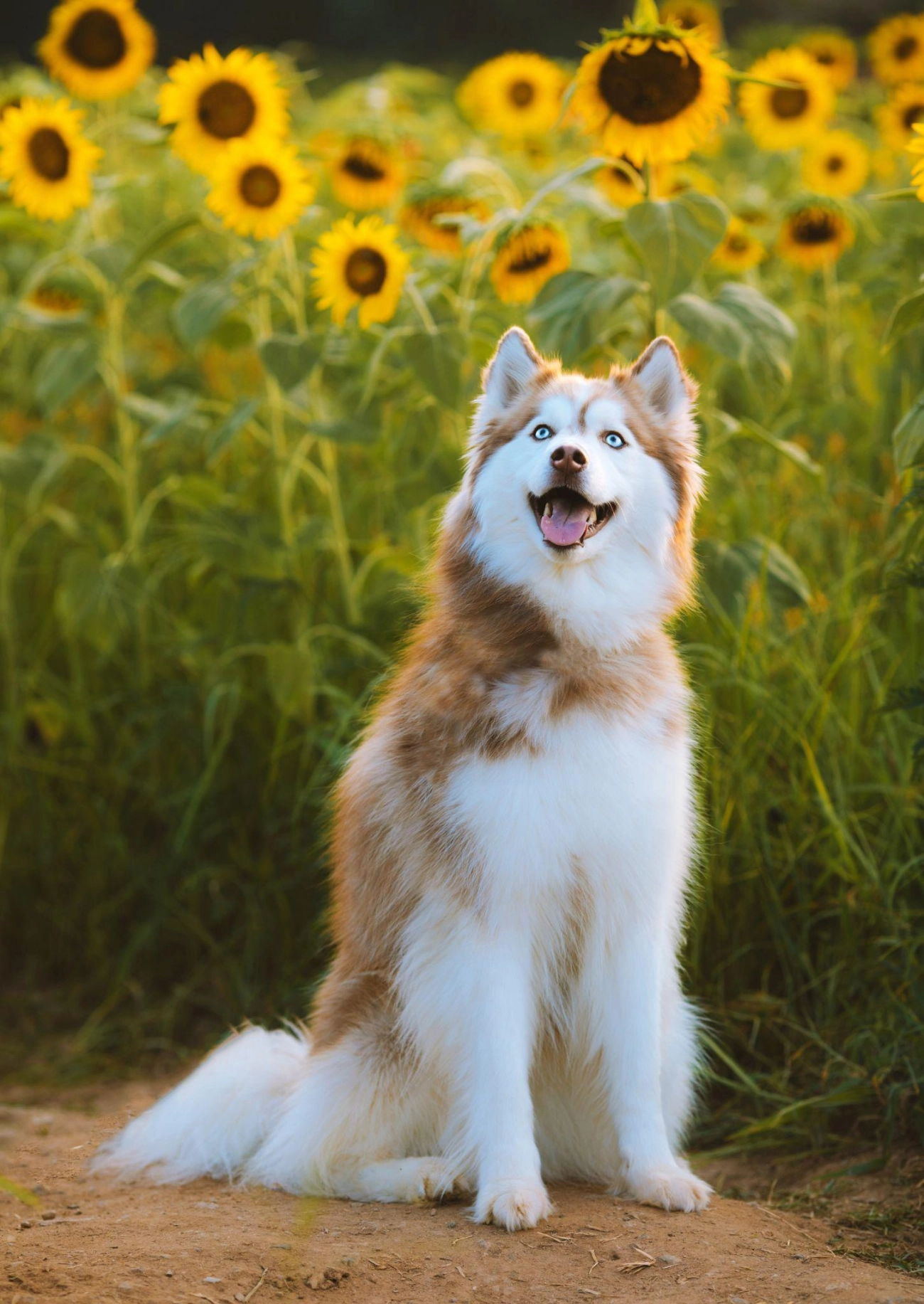 Chó husky - đặc điểm tính khí và cách nuôi tốt nhất - 22
