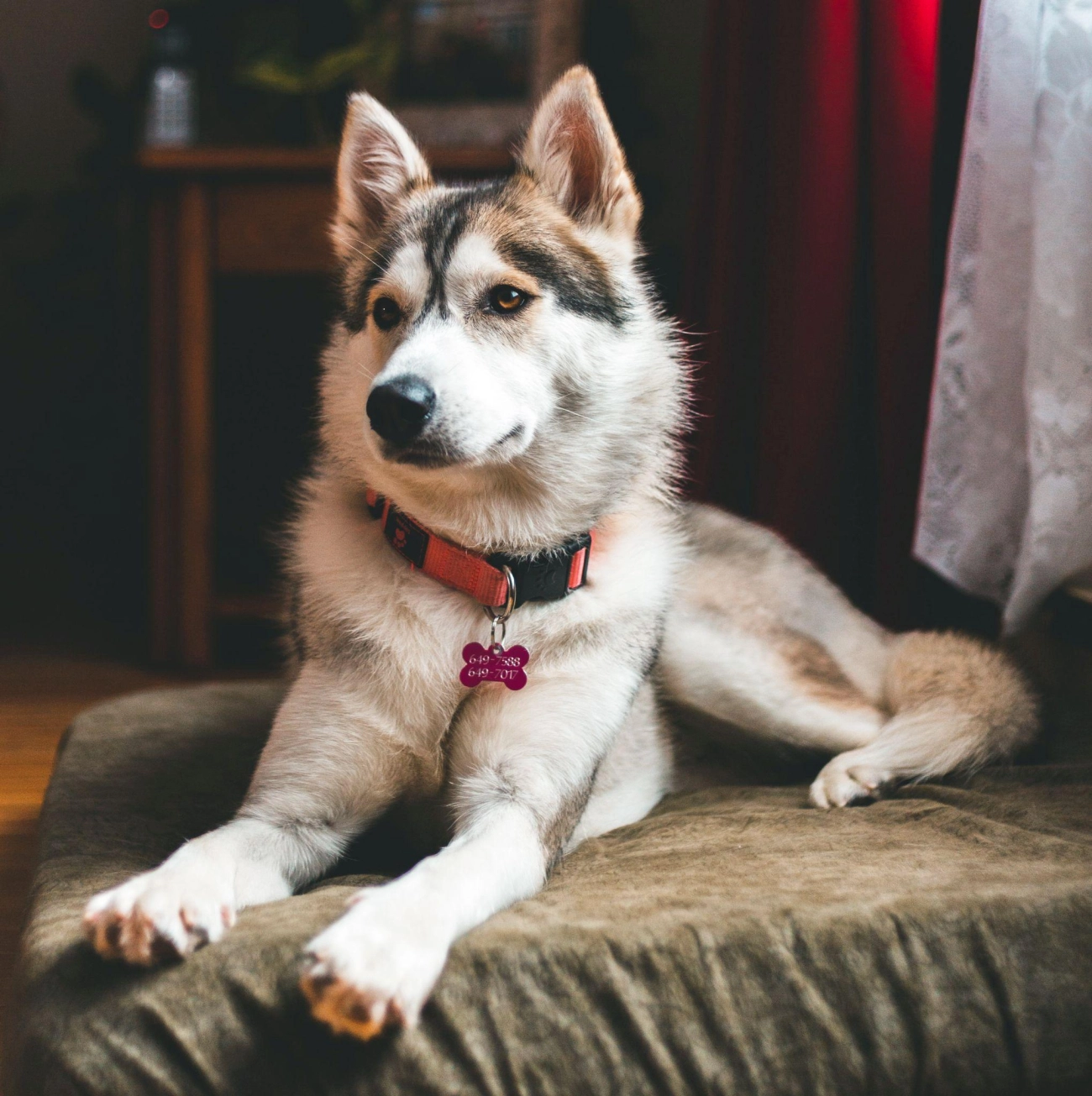 Chó husky - đặc điểm tính khí và cách nuôi tốt nhất - 25