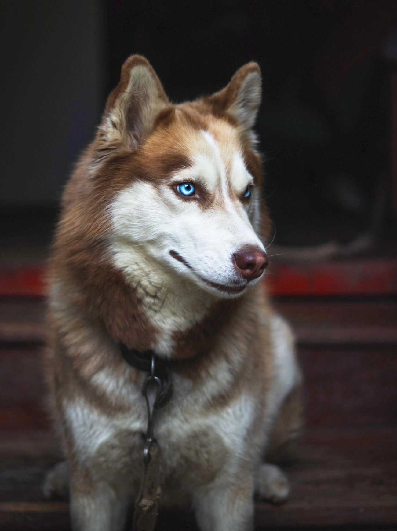 Chó husky - đặc điểm tính khí và cách nuôi tốt nhất - 27