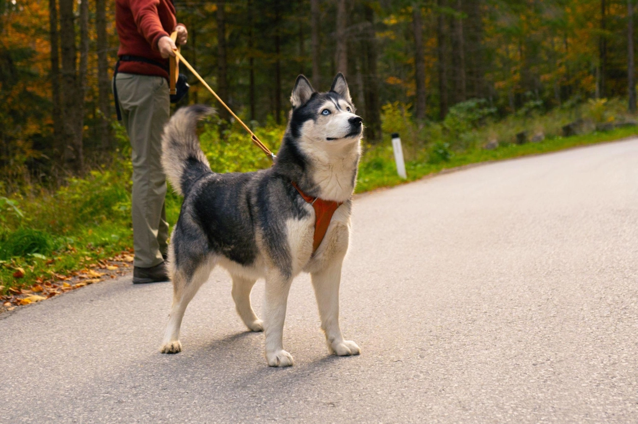 Chó husky - đặc điểm tính khí và cách nuôi tốt nhất - 28