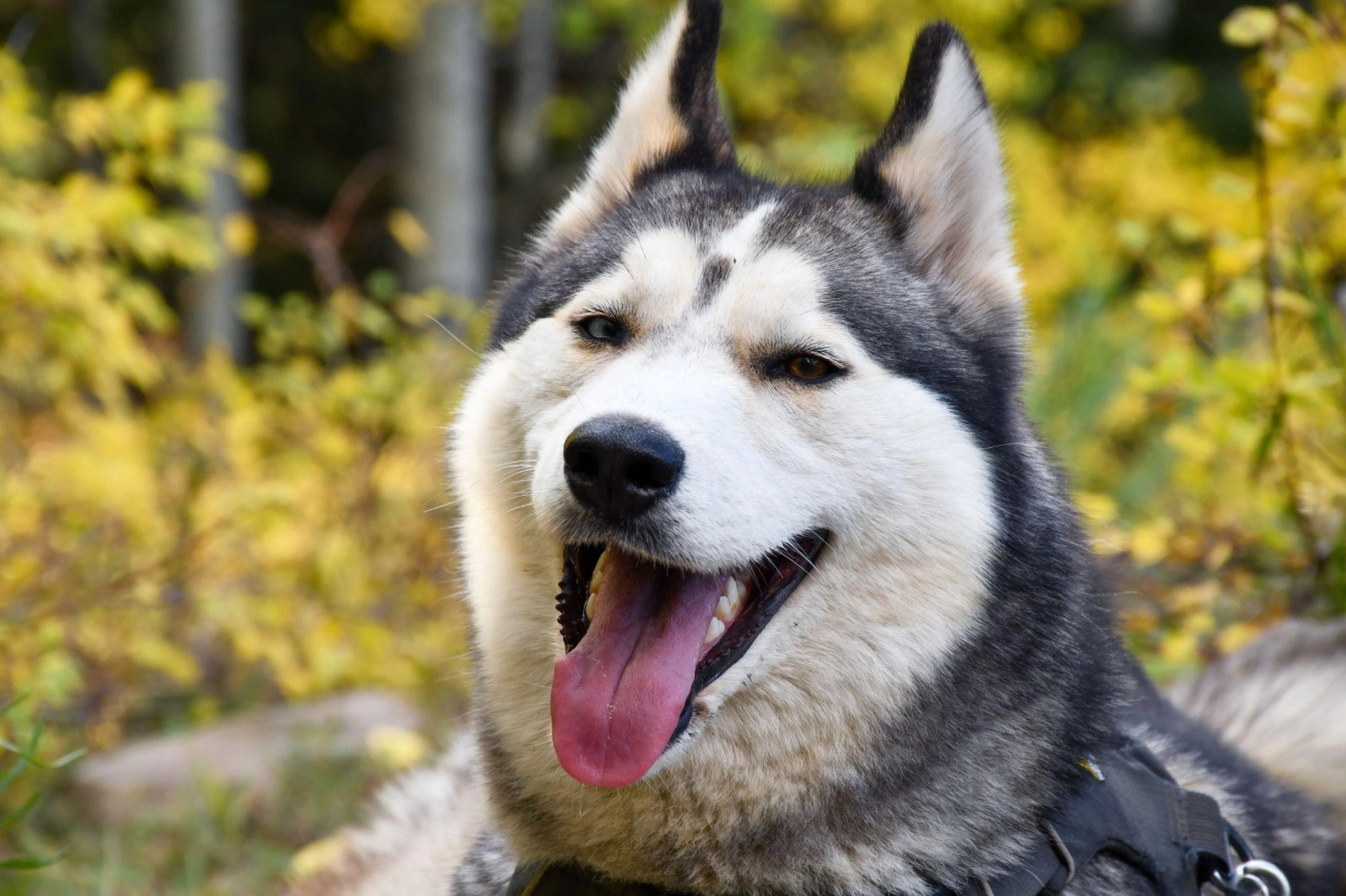 Chó husky - đặc điểm tính khí và cách nuôi tốt nhất - 29