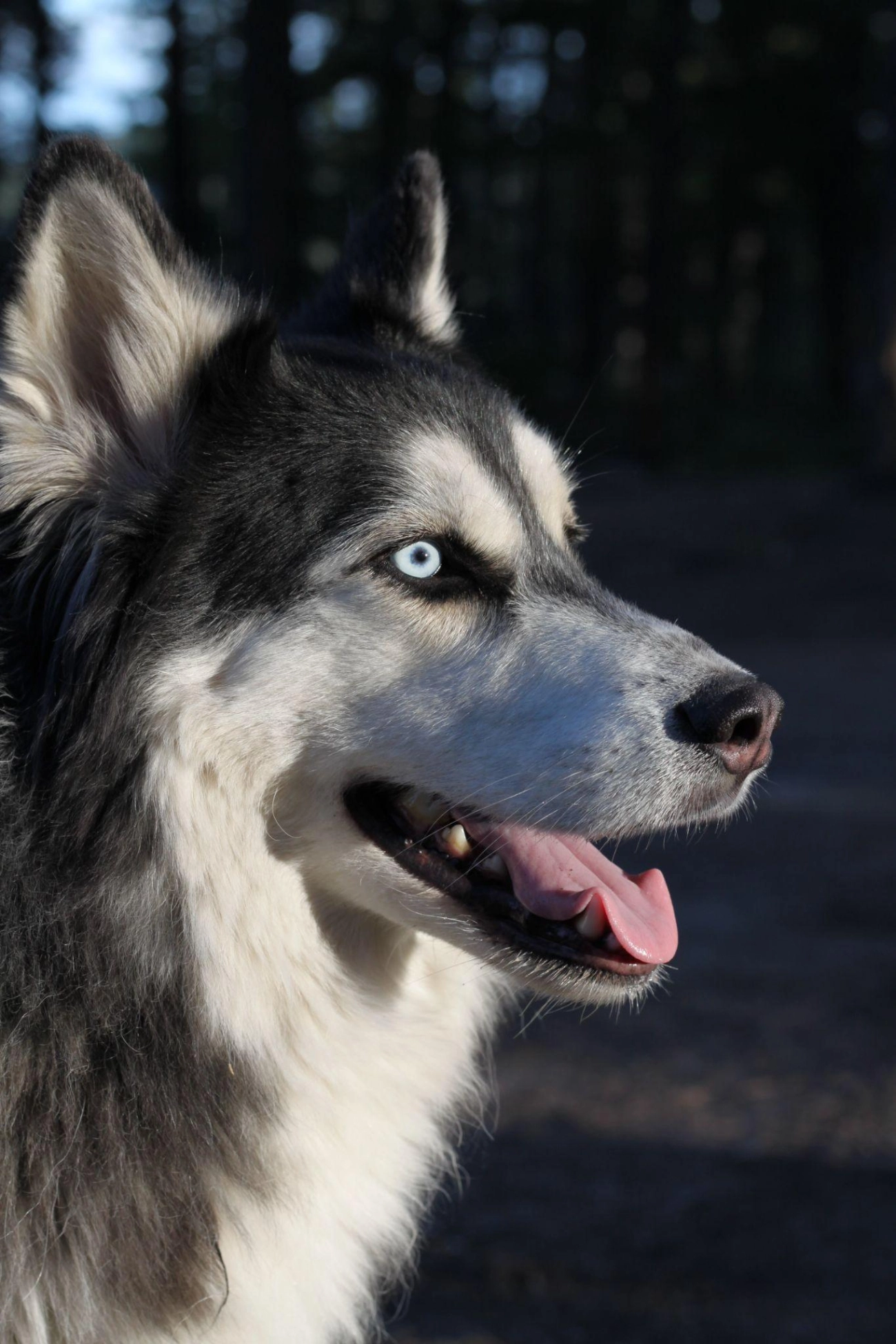 Chó husky - đặc điểm tính khí và cách nuôi tốt nhất - 33