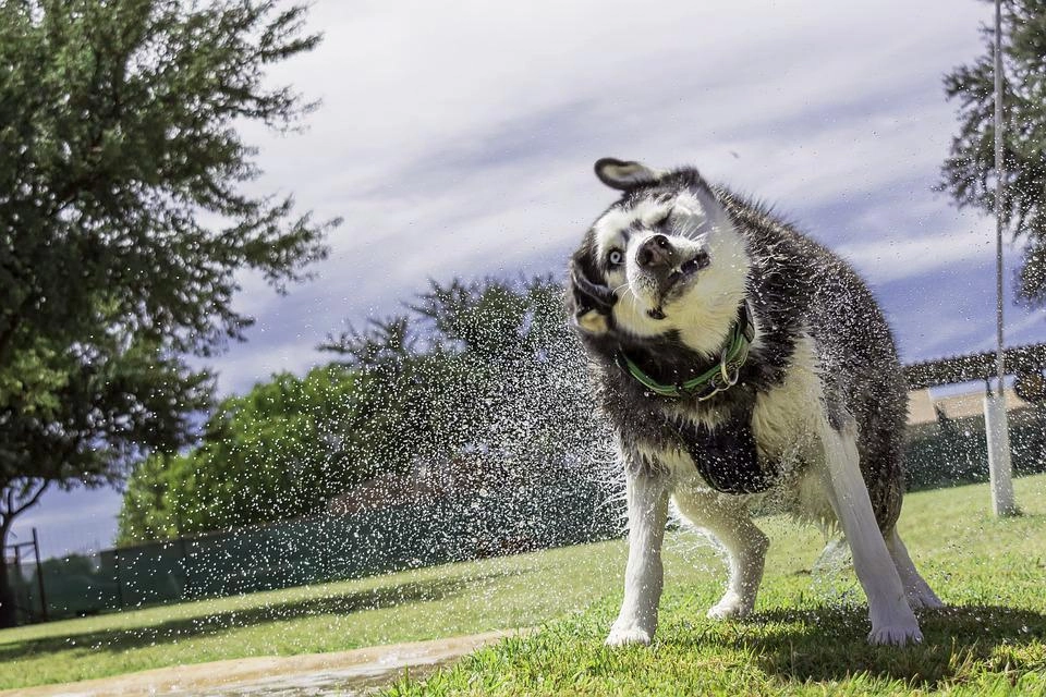 Chó husky - đặc điểm tính khí và cách nuôi tốt nhất - 36
