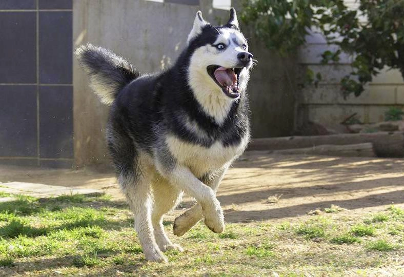Chó husky - đặc điểm tính khí và cách nuôi tốt nhất - 38