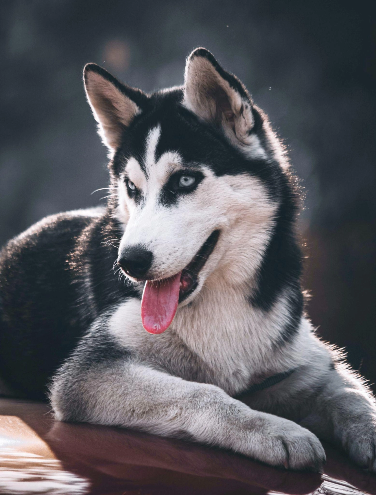 Chó husky - đặc điểm tính khí và cách nuôi tốt nhất - 40