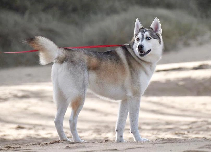 Chó husky - đặc điểm tính khí và cách nuôi tốt nhất - 42