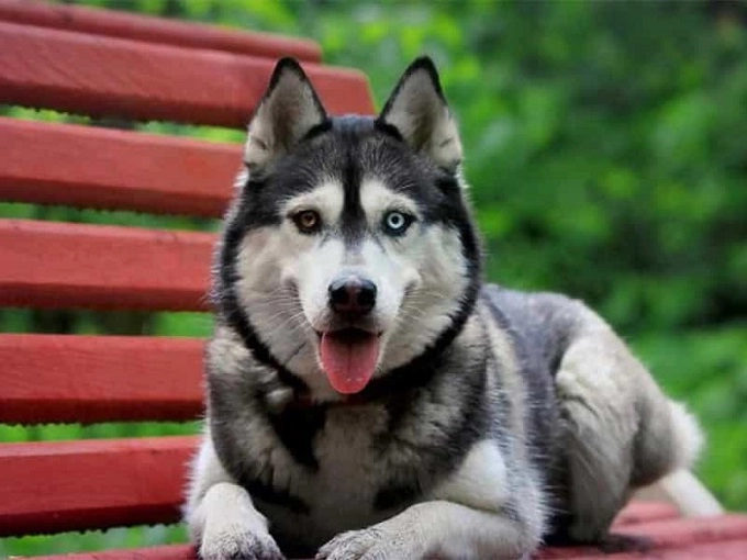 Chó husky đặc điểm tính khí và cách nuôi tốt nhất - 1