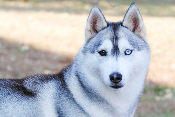 Chó husky đặc điểm tính khí và cách nuôi tốt nhất - 2