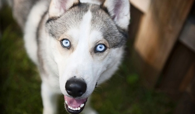 Chó husky đặc điểm tính khí và cách nuôi tốt nhất - 3