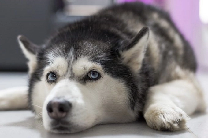 Chó husky đặc điểm tính khí và cách nuôi tốt nhất - 4