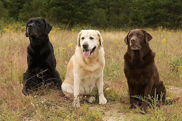 Chó labrador nguồn gốc đặc điểm giá bán và cách nuôi - 2