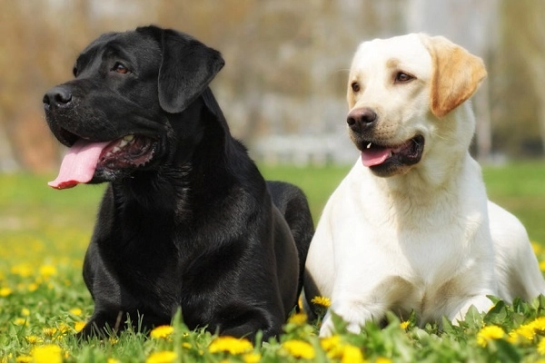 Chó labrador nguồn gốc đặc điểm giá bán và cách nuôi - 3