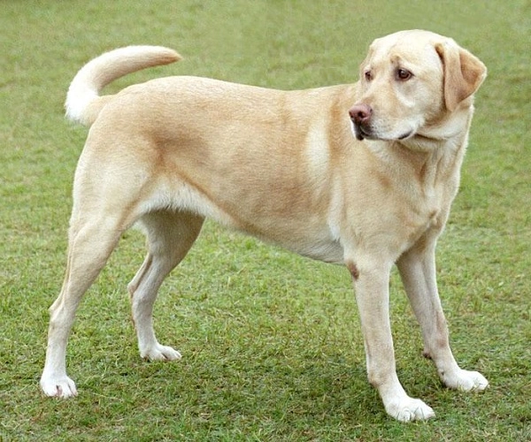 Chó labrador nguồn gốc đặc điểm giá bán và cách nuôi - 4