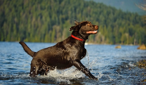 Chó labrador nguồn gốc đặc điểm giá bán và cách nuôi - 5