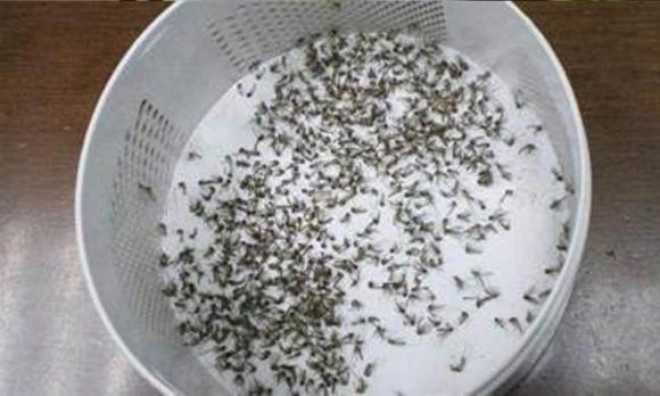 Cho một ít mật ong vào đáy chai sau một đêm bất ngờ bắt được cả trăm con muỗi - 1