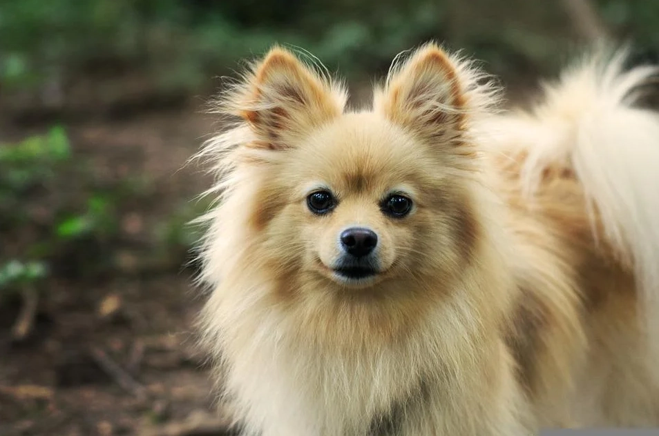 Chó phốc sóc pomeranian có những loại nào và giá bán - 1