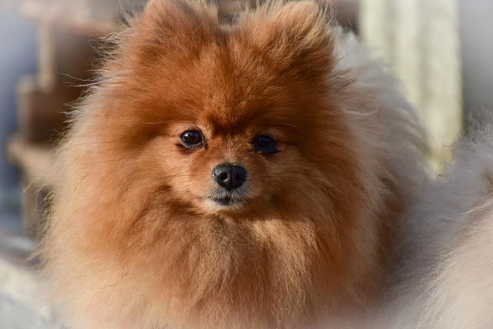 Chó phốc sóc pomeranian có những loại nào và giá bán - 2