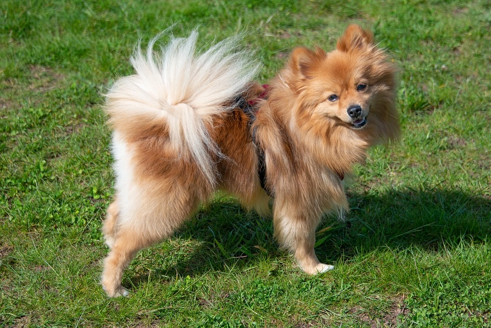 Chó phốc sóc pomeranian có những loại nào và giá bán - 3