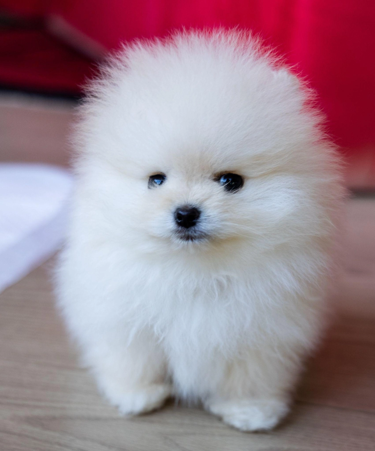 Chó phốc sóc pomeranian có những loại nào và giá bán - 4