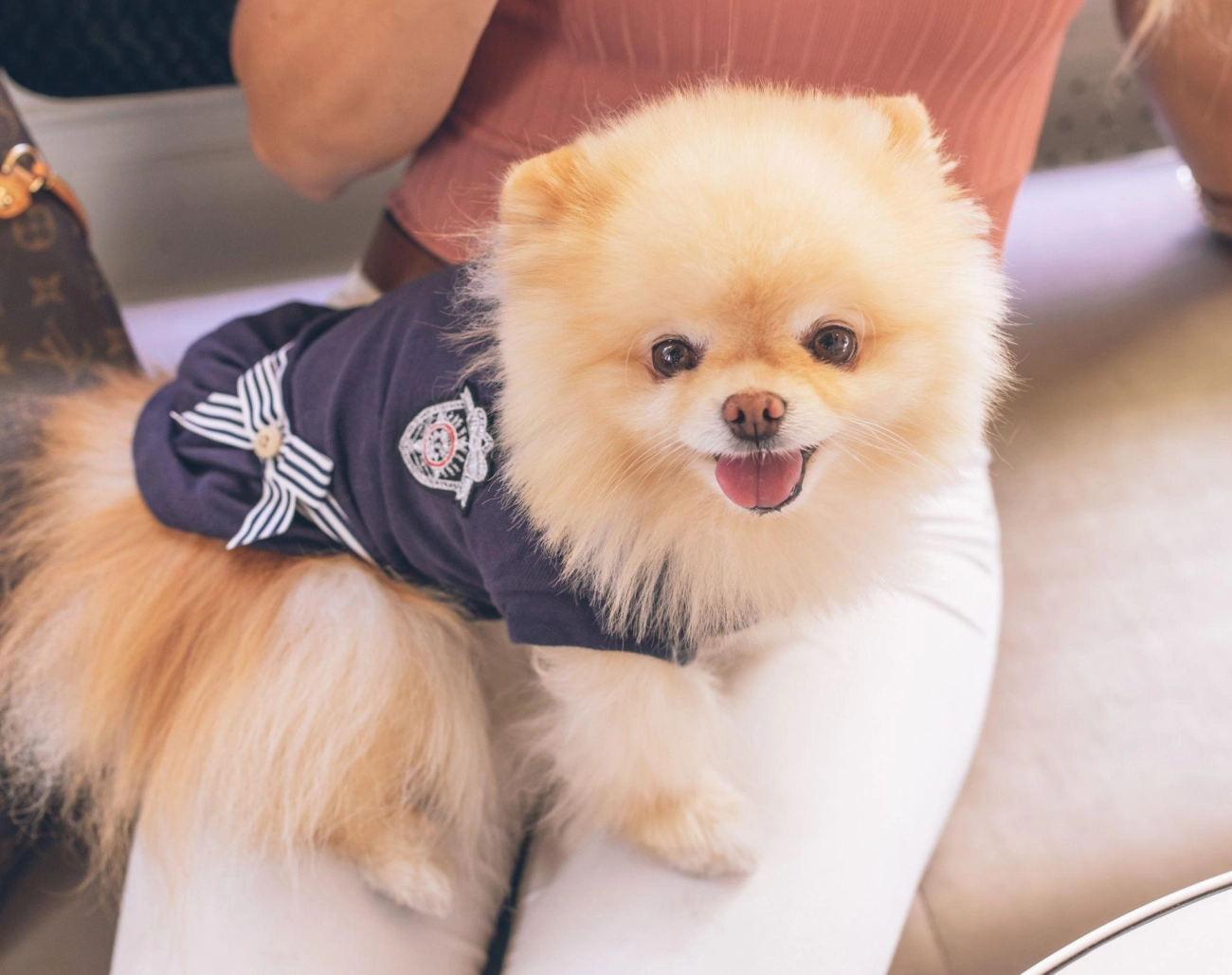 Chó phốc sóc pomeranian có những loại nào và giá bán - 5