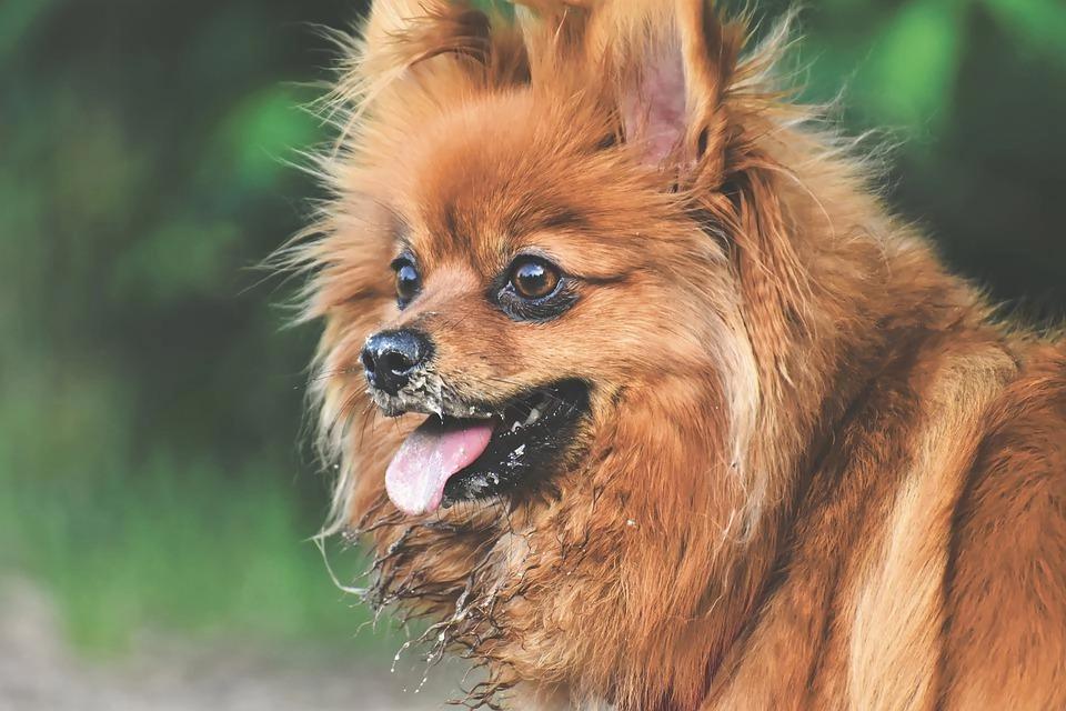 Chó phốc sóc pomeranian có những loại nào và giá bán - 7