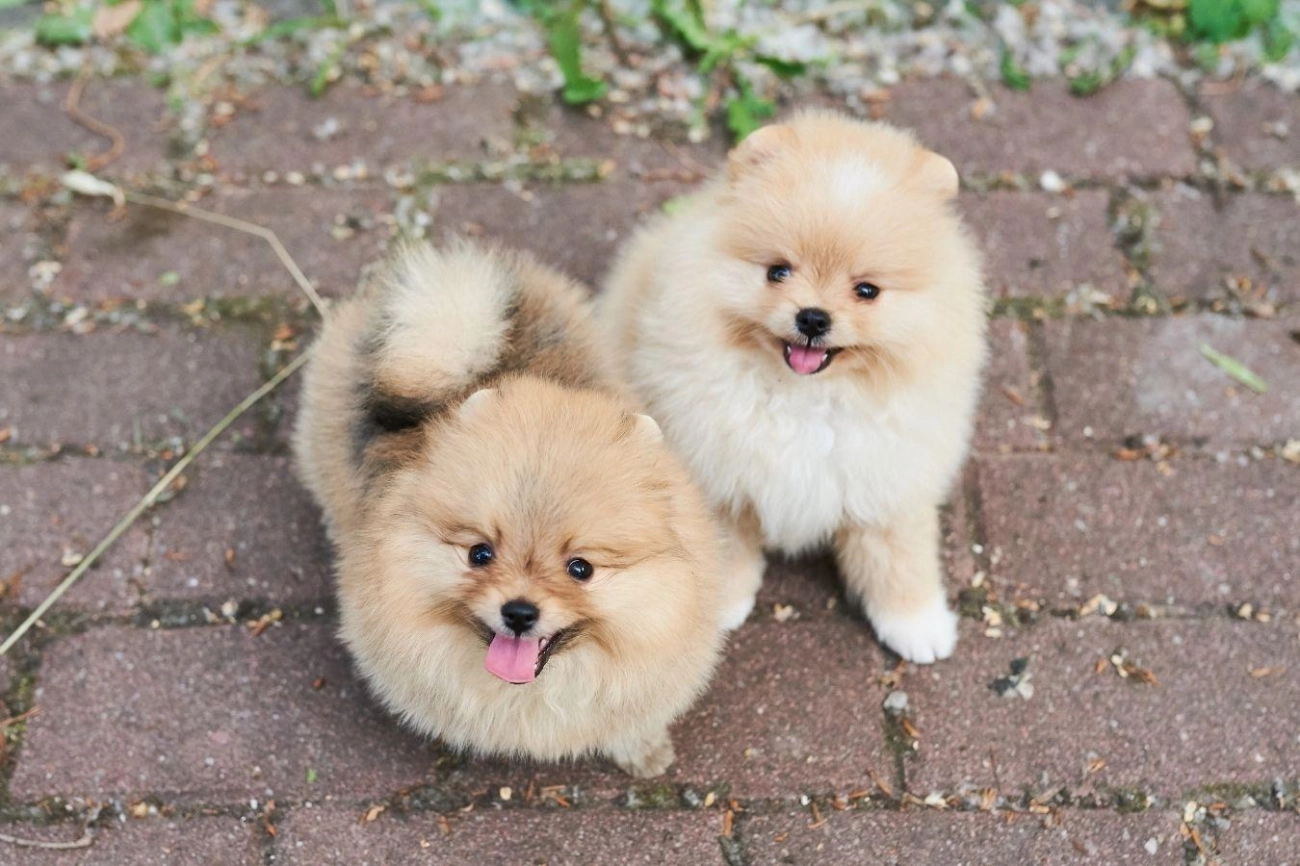 Chó phốc sóc pomeranian có những loại nào và giá bán - 8