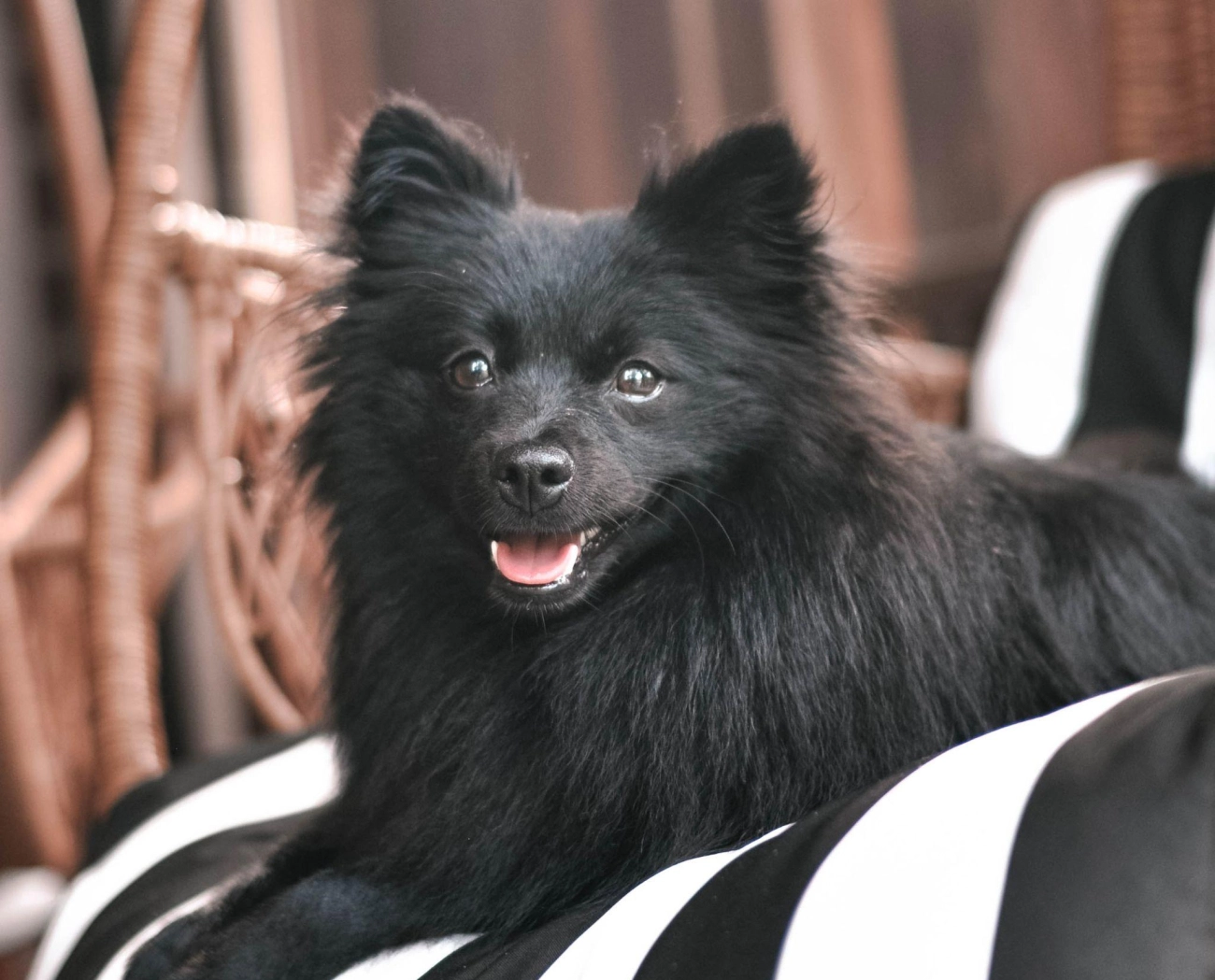 Chó phốc sóc pomeranian có những loại nào và giá bán - 9